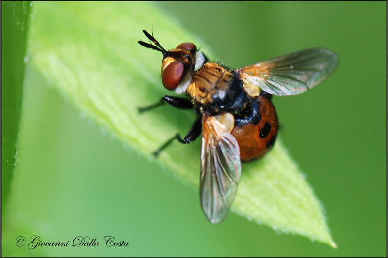 Identificazione mosca 